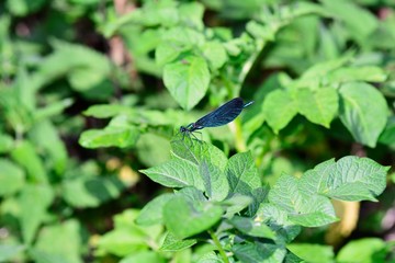 One blue beauty dragonfly   -   Calopteryx virgin  sits on leaf