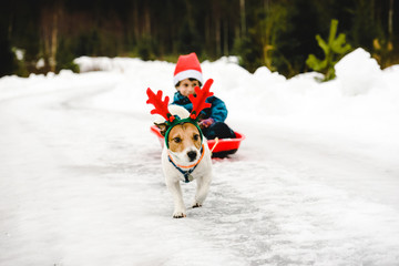 Cute dog wearing costume of Christmas reindeer and Santa Clause in red sleigh