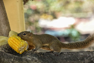 Squirrel on a tree eats corn