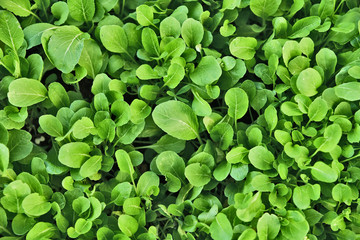 Many fresh Choi sum also Choy sum or 