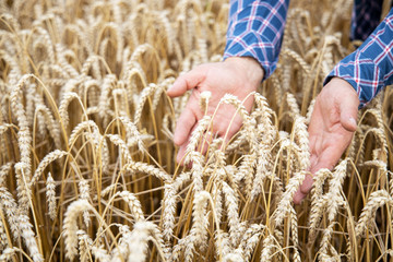 Men hand holding ears of wheat in a wheat field. Farmer in wheat field. Ripe Ears of Wheat. 