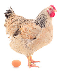 Brown hen and egg isolated.