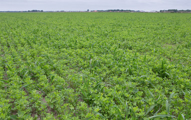 Growing Lucerne. Green manure. Agriculture Netherlands