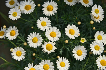 A lot of white Shasta Daisy with full frame.