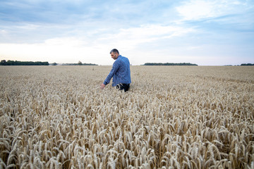 Naklejka na ściany i meble Men hand holding ears of wheat in a wheat field. Farmer in wheat field. Ripe Ears of Wheat. 
