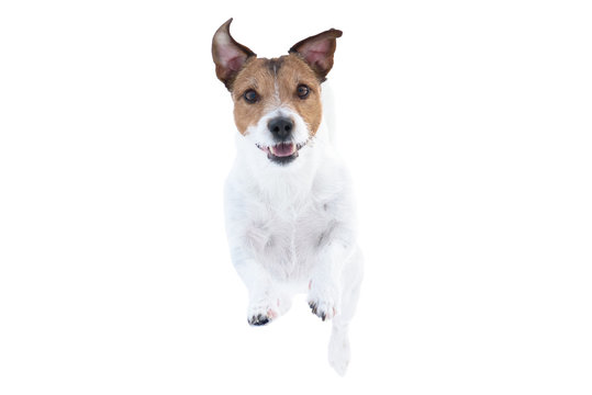 Happy Jack Russell Terrier dog isolated on white background  running and jumping straight towards camera