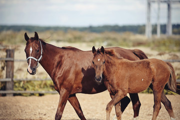 Red foal with an asterisk on his forehead with a red mare