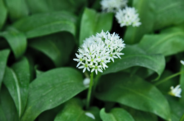 Allium ursinum or ramsons with top view and full frame