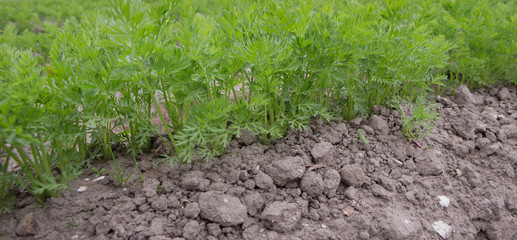 Growing Carrots. Agriculture. Vegetables. Fields Netherlands