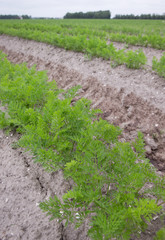 Fototapeta na wymiar Growing Carrots. Agriculture. Vegetables. Fields Netherlands