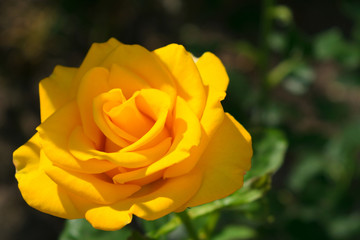 One yellow rose in the garden on a blurred background.