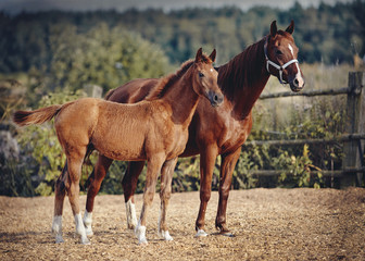 Red foal with an asterisk on his forehead with a red mare