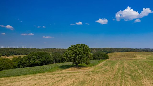Einzelner Baum auf einem Feld in Brandenburg