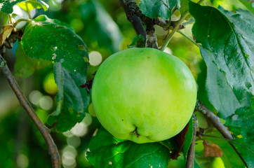 Fresh green apple on a branch of tree. Diet and organic food