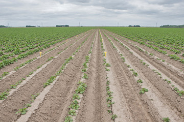 Growing Potatoes. Agriculture
