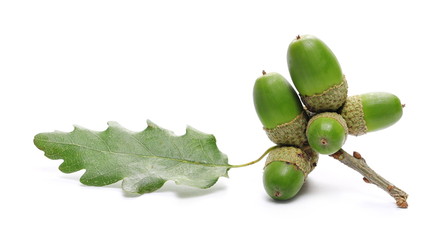 Green acorn with leaf isolated on white background © dule964