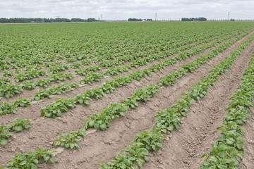 Fototapeta na wymiar Growing Potatoes. Agriculture