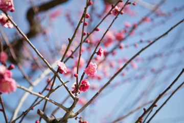 First pink cherry blossoms in bloom.