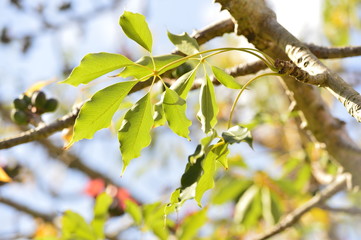 flowers
