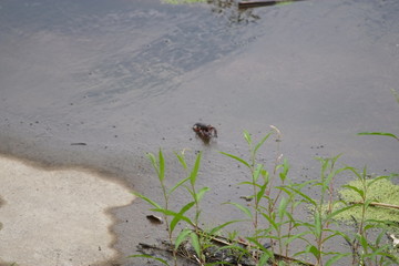 遠くにザリガニ見つけたよ！