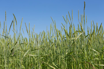 Growing Spelt . Fields of wheat polder Netherlands. Agriculture