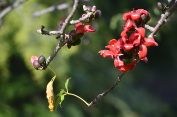 flowers