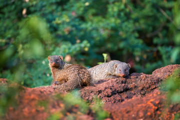 Two Banded mongoose, Mungos mungo, staring from red rock at camera against tropical green forest background.  African wildlife. Safari in Amboseli national park, Kenya.