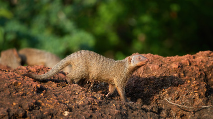Curious  Banded mongoose, Mungos mungo, posing on red rock at camera against tropical green forest background. African wildlife. Safari in Amboseli national park, Kenya.