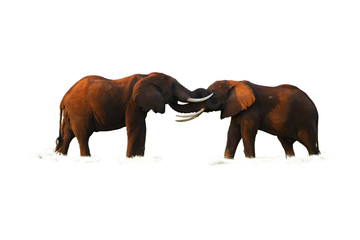 Isolated on white background, two huge african elephants are touching their trunks to each other. Playing elephants, Kenya wildlife, Amboseli.