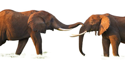 Obraz premium Isolated on white background, two huge african elephants are touching their trunks to each other. Playing elephants, Kenya wildlife, Amboseli.