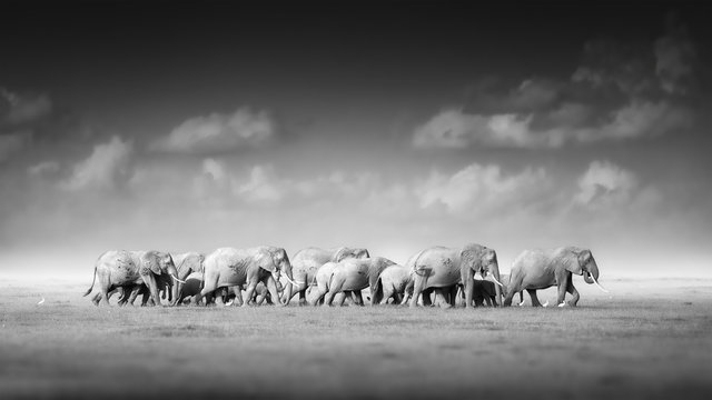 Artistic, black and white photo of African Bush Elephants, Loxodonta africana, large herd from adults to newborn calf against dark background, savanna, low angle photo. Amboseli national park, Kenya.