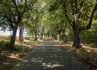 Pathway of trees in nature, Slovakia, Europe