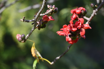 flowers