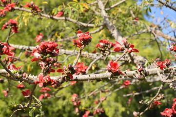 flowers