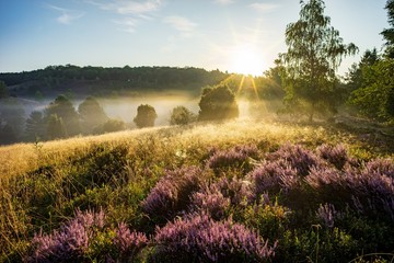 Sonnenaufgang am Totengrund in der Lüneburger Heide