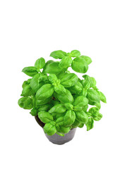 Sweet basil in pot on white background..Growing Basil in your herb garden.