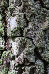 Texture of the tree trunk. Green moss and lichen.