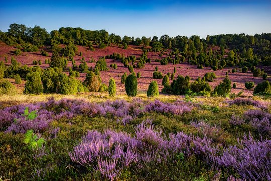 L&uuml;neburger Heide - Totengrund