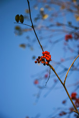 Nature in the summer, sunny weather. rowan tree.