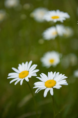 Nature in the summer, sunny weather. Daisy in a meadow.