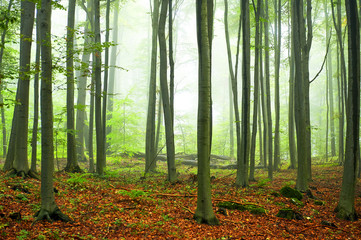 Obraz premium Misty morning in old beech forest