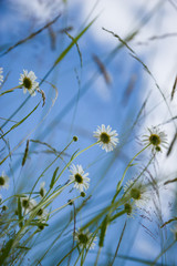 Nature in the summer, sunny weather. Daisy in a meadow.