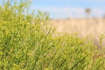 Much of Joshua Tree National Park lies within the Southern Mojave Desert, wherein a native plant,...