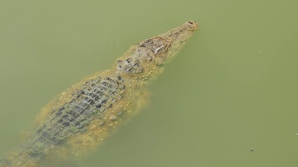 Video 4k of crocodile swimming in the water