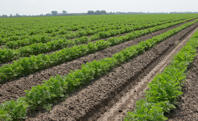 Fototapeta na wymiar Growing carrots. Agriculture. Field
