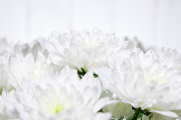 Large bouquet of white chrysanthemums with green stems stands against a white wooden wall. close-up