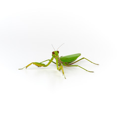 big green mantis on a white background