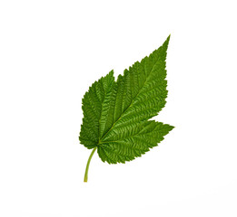 Fototapeta premium fresh green raspberry leaf isolated on a white background