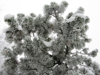 snow covered pine branches in winter