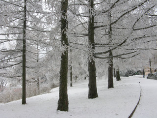snow covered pine branches in winter